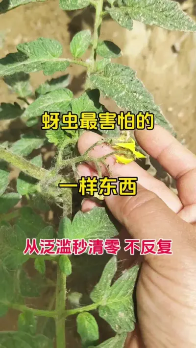 揭秘！蚜虫&ldquo;克星&rdquo;登场，一喷即落斩草除根#蚜虫防治 #蚜绝虱灭 #番茄种植 #农业种植 #抖音助农