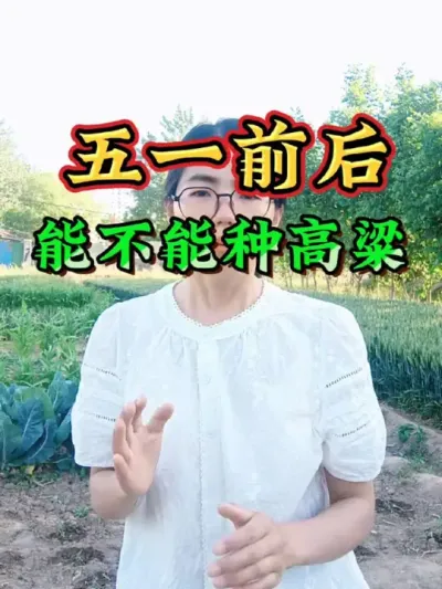 五一前后可以种高粱吗？五一前后能不能种高粱#高粱种植 #高粱种植时间 #新农人计划2025 #三农 #农业