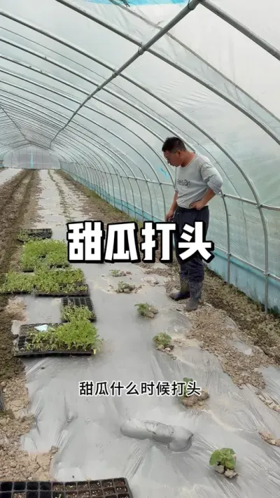 甜瓜什么时候打头，吊蔓和爬地都怎么修剪 