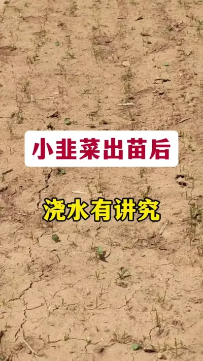 小韭菜出苗后，浇水有讲究。#韭菜管理 #韭菜种植技术 #浇水 #韭菜高产 #种韭菜