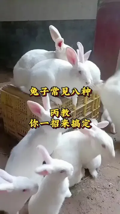 兔子常见八种丙，教你一招来搞定 #养兔人 #兔子 #肉兔养殖 #养兔技术交流中心 #养兔三分靠管理七分靠技术