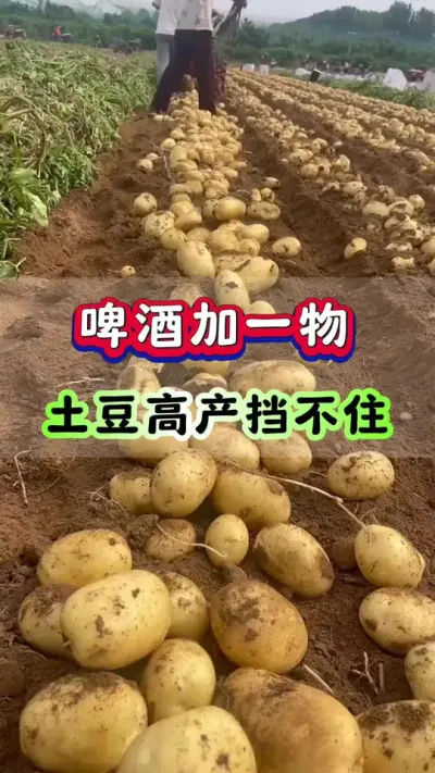 啤酒加一物土豆高产挡不住#土豆高产种植 #三农种植 #马铃薯种植 #洋芋种植 #土豆种植技术