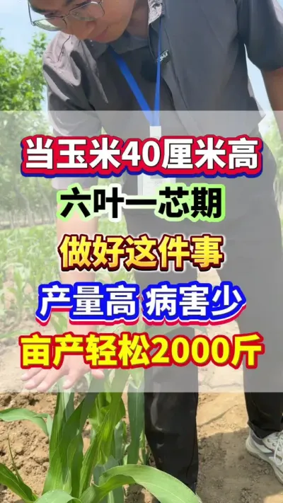 当玉米40公分高，做好这件事，玉产量一亩顶两亩！ #玉米种植 #玉米高产 #玉米种植管理技术 #玉米施肥 #增产增收