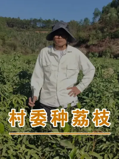 这个村委搞集体经济种植荔枝#广西灵山荔枝果苗#农业创业#抖音新农人计划2025#吕老师种果苗