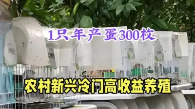 农村新兴养殖，30天产蛋，1斤蛋120元，600只年挣20万 #农村致富好项目 #特种养殖 #返乡创业新农人 #桂花雀 #抖音助农