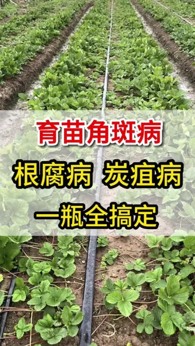 草莓育苗三大病，这一个配方全搞定#育苗三农#草莓