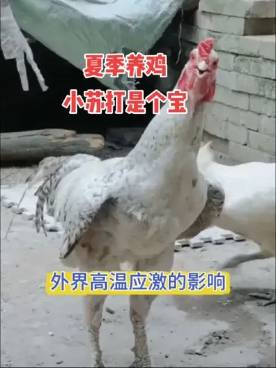 夏天养鸡用小苏打作用很大，但要正确使用#小苏打养鸡 #养鸡技术 #养鸡知识#科学养鸡#蛋鸡养殖