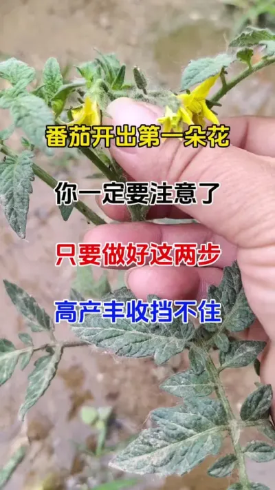 番茄开出第一朵花，一定要注意了，做好了这两步管理，高产丰收，挡都挡不住#番茄种植 #抖音助农 #番茄病害防治
