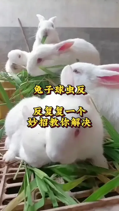 兔子球虫反反复复不用怕，一个妙招教你解决 #兔子 #养兔 #肉兔养殖 #养兔技术分享