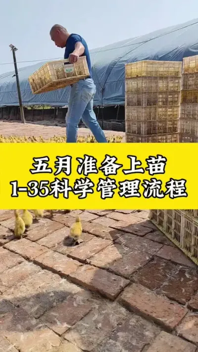 五月份准备上苗，1-35天科学管理#肉鸭养殖 #养鸭人 #养鸭 #禽病技术指导 #番鸭