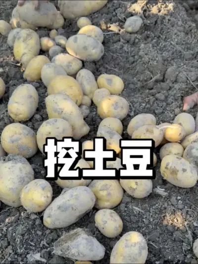 土豆成熟了，快来收获满满的土豆吧 