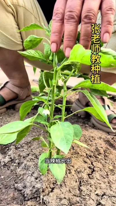 辣椒如何管理#辣椒管理 #农业种植 #关注我一起学种菜 #三农
