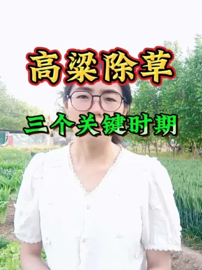 种植高粱把握住三个关键时期，除草不再头疼#高粱除草 #高粱种植 #高粱 #农业 #三农
