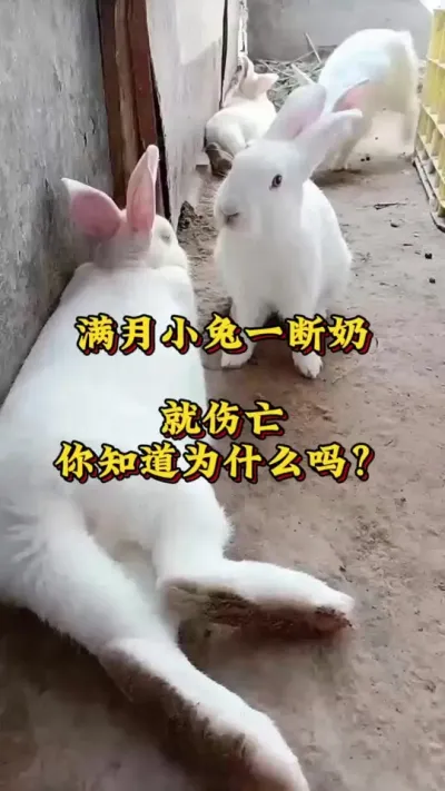 满月小兔一断奶就伤亡，您知道是什么原因吗？ #兔子 #养兔 #养兔技术交流中心 #肉兔养殖 #养兔三分靠管理七分靠技术
