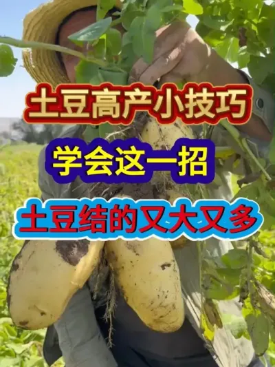 土豆高产小技巧学会这一招土豆结的又大又多 #土豆种植 #农业种植 #种植小技巧 #三农 #分享农业知识帮农民增产增收