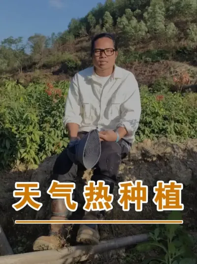 关于天气热种荔枝苗#广西灵山荔枝果苗#农业创业#抖音新农人计划2025#吕老师种果苗
