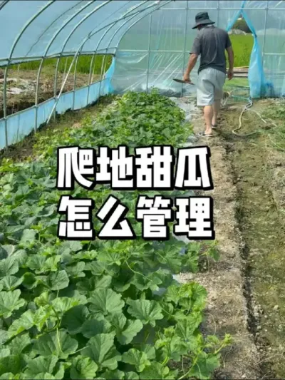 ݪֲ޼ʩԤ 