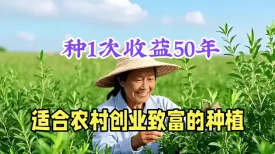 亩产3000斤，鲜销1斤20元，三五天采1茬，持续收益50年 #三农种植 #农村致富好项目 #返乡创业新农人 #枸杞苗