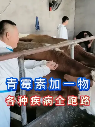 青霉素加一物各种疾病全跑路 #养牛人 #三农 #养牛 #养殖