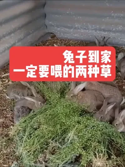 兔子到家一定要喂的两种草 #三农#养殖#兔子#养兔子#养兔人