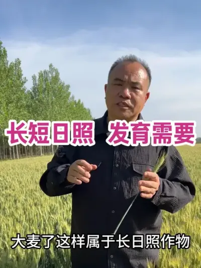 长短日照 发育需要 夏收作物对应长日照秋收作物对应短日照作物各自生理不同，日照长短是发育的依靠！#农业种植技术