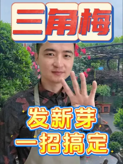三角梅发新芽，教你一招搞定！#养花 #三角梅 #爆芽原液