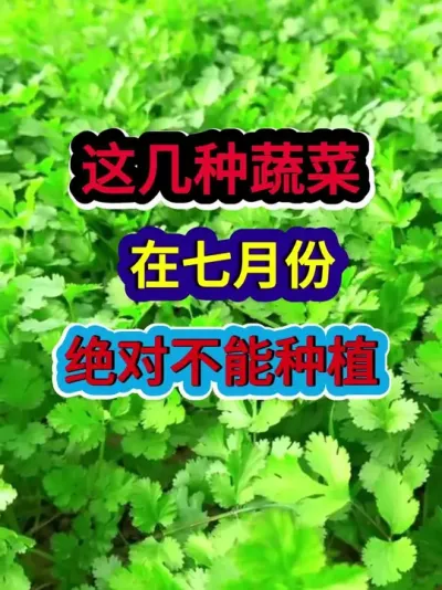 这几种蔬菜在七月份绝对不能种植 #蔬菜种植 #蔬菜种植技术 #农业种植 #种植小技巧 #分享农业知识帮农民增产增收