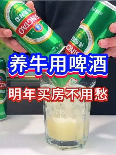 养牛用啤酒，明年买房不用愁 #科学养牛 #养殖技术  #养牛技术 #养牛知识 #牛驱虫