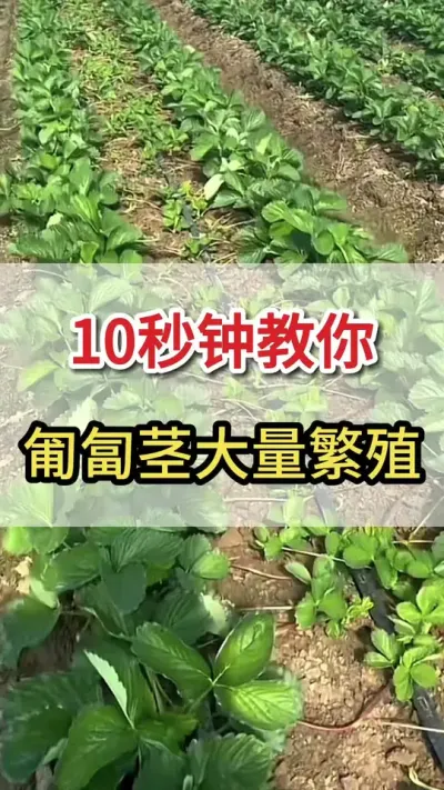 教你一招，快速抽生匍匐茎#用࿆手࿆机࿆记࿆录࿆生࿆活 #草莓种植 #草莓育苗