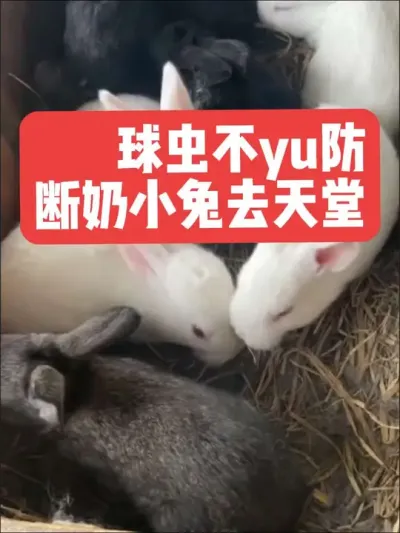 球虫不yu防，断奶小兔去天堂 #三农#养殖#兔子#养兔#养兔人