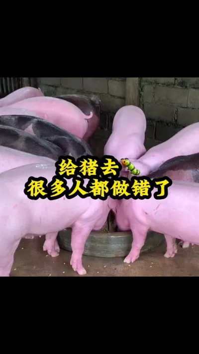 #养猪 #养猪人加油 #喂猪人的日常生活不容易 #三农养猪人 #养猪人加油