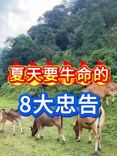 夏天要牛命的8大忠告 #新手养牛 #养牛人 #牛羊养殖 #养殖技术