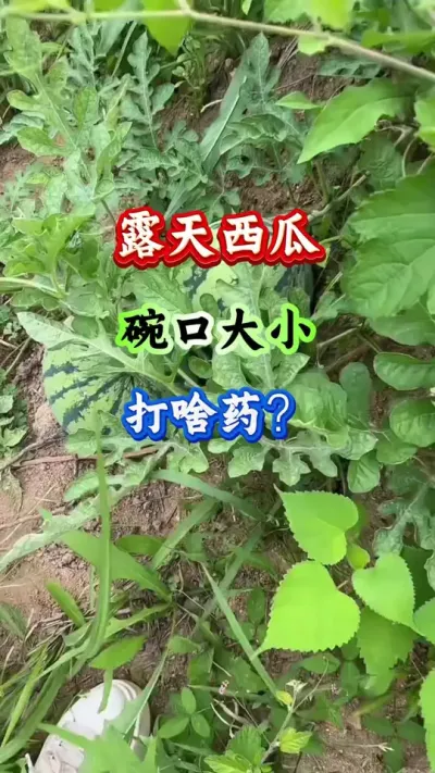 西瓜种植 露天西瓜碗口大小打啥药 #露天西瓜 #西瓜种植 #西瓜管理 #西瓜高产