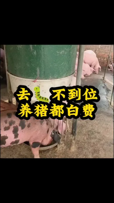 #猪吃什么长的快 #猪喂什么饲料长得最快 #养猪人不容易 #养猪知识 #养猪技术