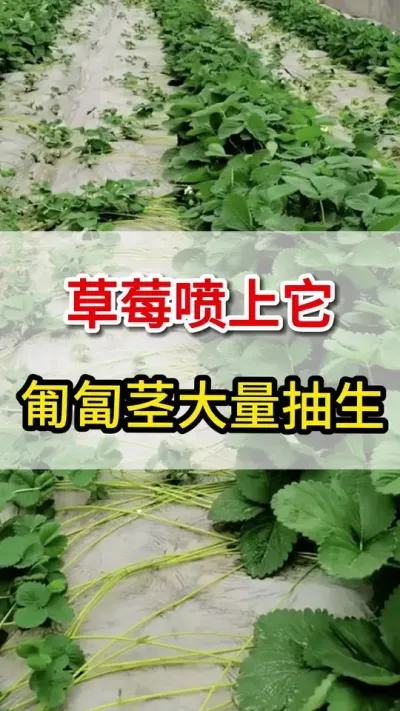 草莓育苗喷上它，匍匐茎大量抽生#匍匐茎#三农