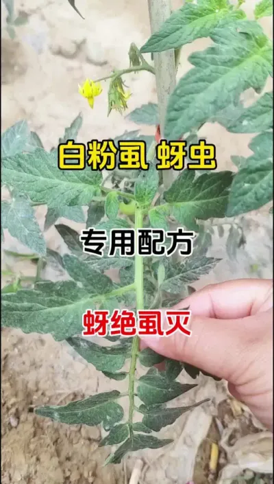 白粉虱，蚜虫，不用愁#蚜绝虱灭#农业种植 #虫卵双杀 #虫害防治
