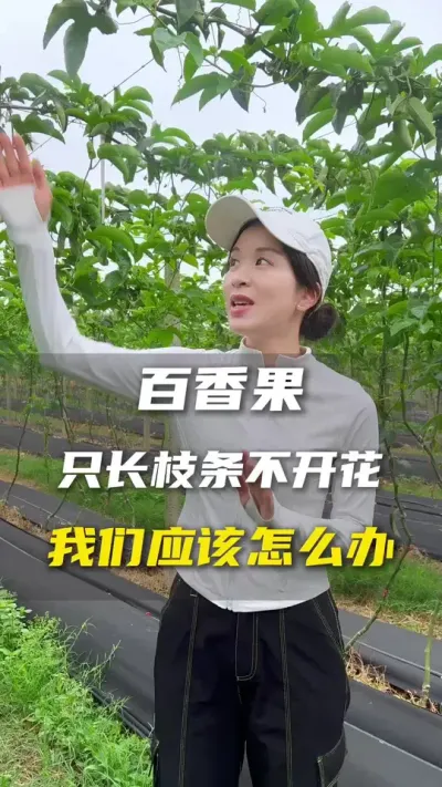 百香果怎么控旺？#百香果#百香果种植技术#农业种植#三农#抖音助农