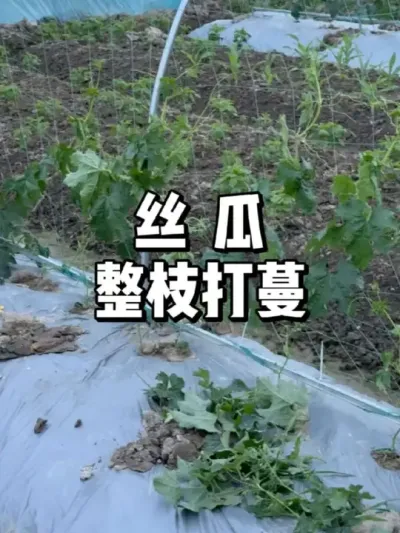 丝瓜整枝秘诀：高效打蔓技巧大公开！ 
