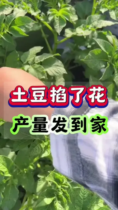 土豆掐了花产量发到家#土豆高产种植 #马铃薯种植 #洋芋种植#土豆种植技术#三农种植