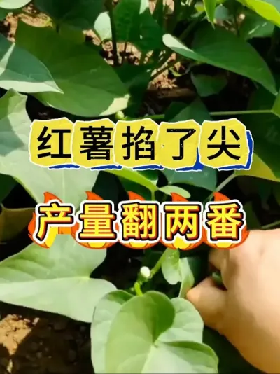 红薯掐了尖产量翻两番 红薯掐尖的好处#红薯种植#红薯管理#红薯 #红薯高产种植 #红薯种植小技巧