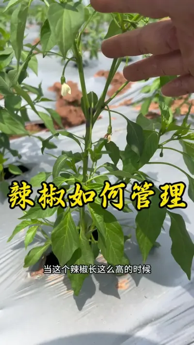 每年都坚持在教大家如何管理辣椒，打侧枝你们学会了吗？#种植小技巧 #辣椒 #返乡创业新农人