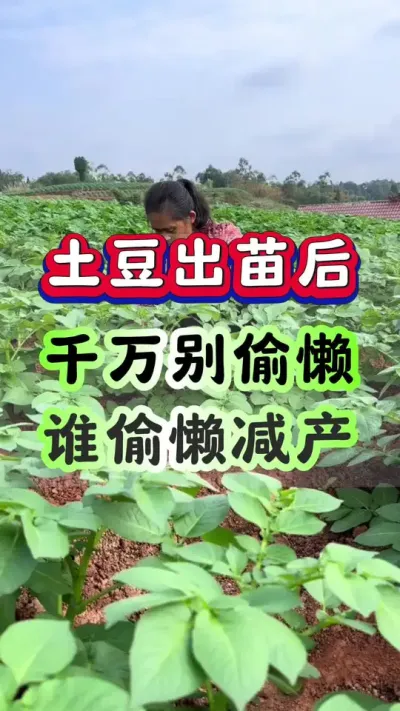 土豆出苗后千万别偷懒谁偷懒谁减产#土豆高产种植 #马铃薯种植 #洋芋种子 #三农种植 #土豆种植技术