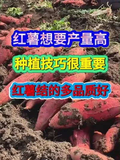 红薯想要产量高种植技巧很重要红薯结的多品质好 #红薯种植 #红薯种植技术 #农业种植 #三农 #种植小技巧