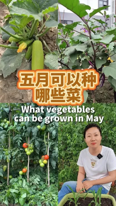 5月可以种哪些菜呢？ 5月可以种二十多种蔬菜，赶紧种起来吧！#种植小技巧 #学种菜 #阳台种菜 #我的小菜园 #我爱种菜