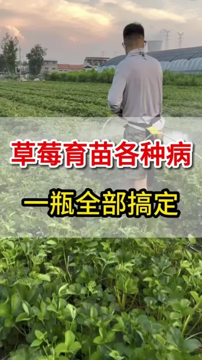 草莓育苗各种病，这一瓶搞定#草莓#育苗