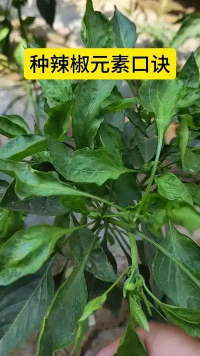 辣椒莳植元素口诀#莳植小技巧 #天天禀享农业小知识 #农业莳植 #农业知识 #辣椒莳植