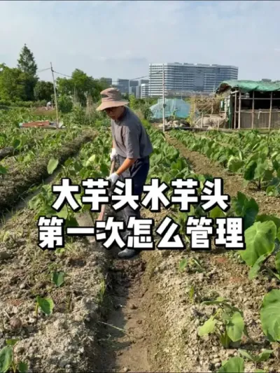 ͷˮͷ #ũֲ