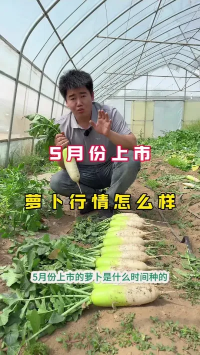 #青萝卜#蔬菜种植#新农人 #分享农业知识帮农民增产增收 #行情
