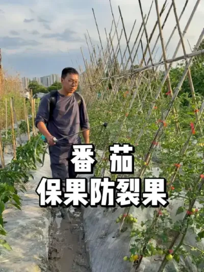 番茄结果期如何防裂果，保护果子 