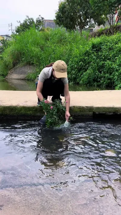 月季出现白粉病，你用水冲洗是没有用的#种植小技巧 #月季 #月季养护